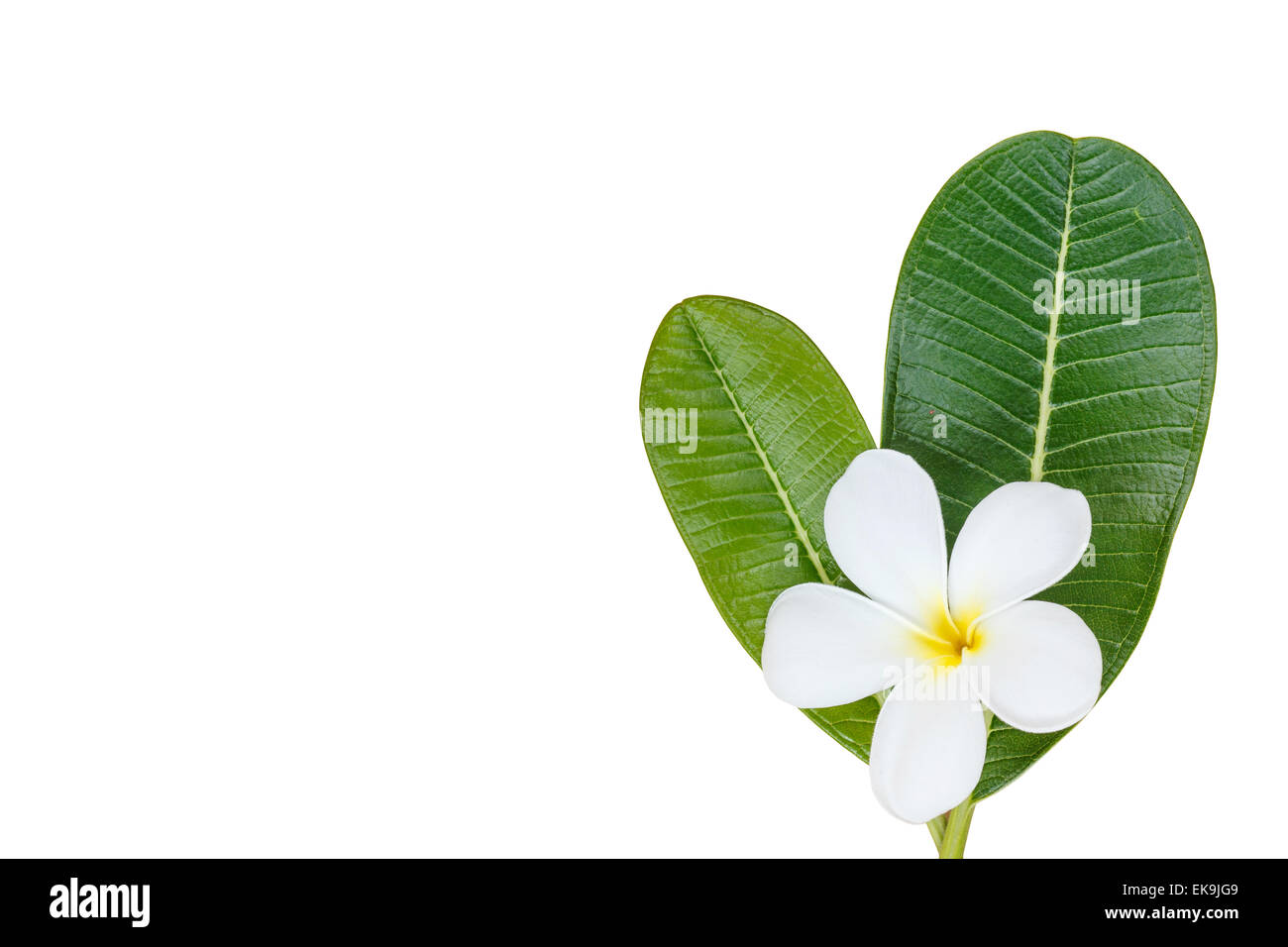 Hautnah weiße Frangipani Blume isoliert auf weißem Hintergrund Stockfoto