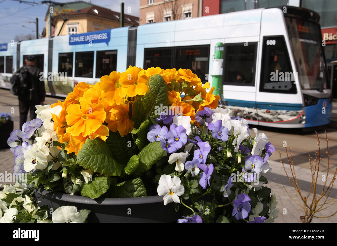 Rostock, Deutschland. 8. April 2015. Blumen Aufmerksamkeit die der