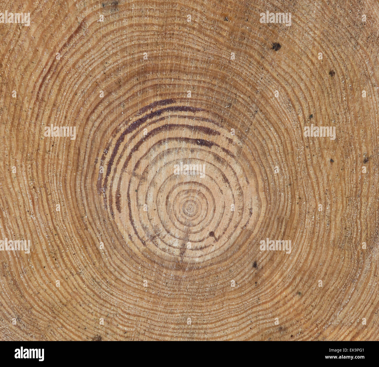 Kiefer Baumringe. Gesägten Baum-Stamm-Muster Stockfoto