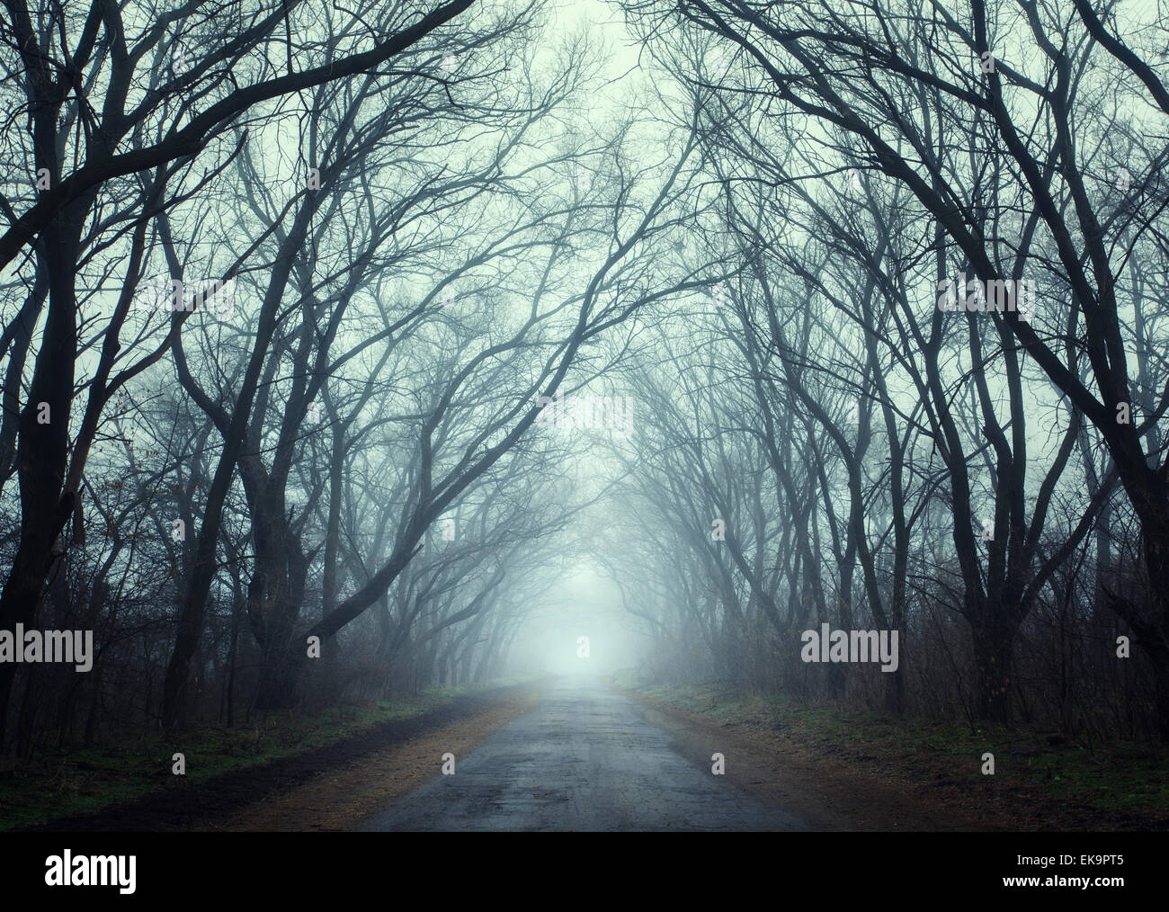 Geheimnisvollen dunklen herbstlichen Wald im Nebel mit Straßen, Bäume und Äste. Herbstmorgen auf der Krim (Berg Ai-Petry) Stockfoto