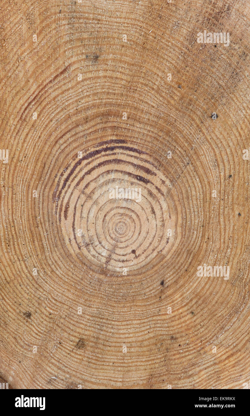 Kiefer Baumringe. Gesägten Baum-Stamm-Muster Stockfoto