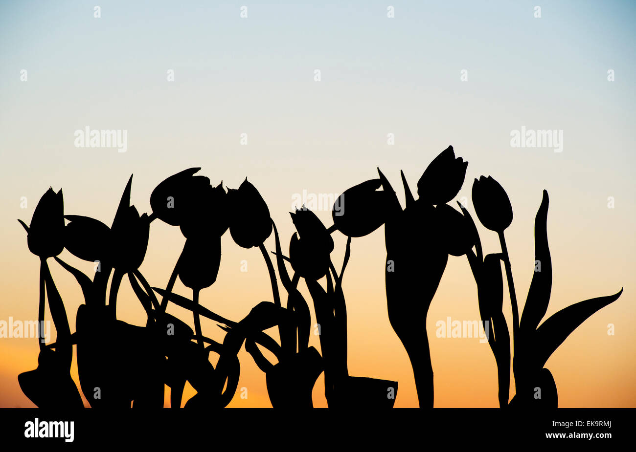 Tulipa. Tulpe Blumen silhouette Stockfoto