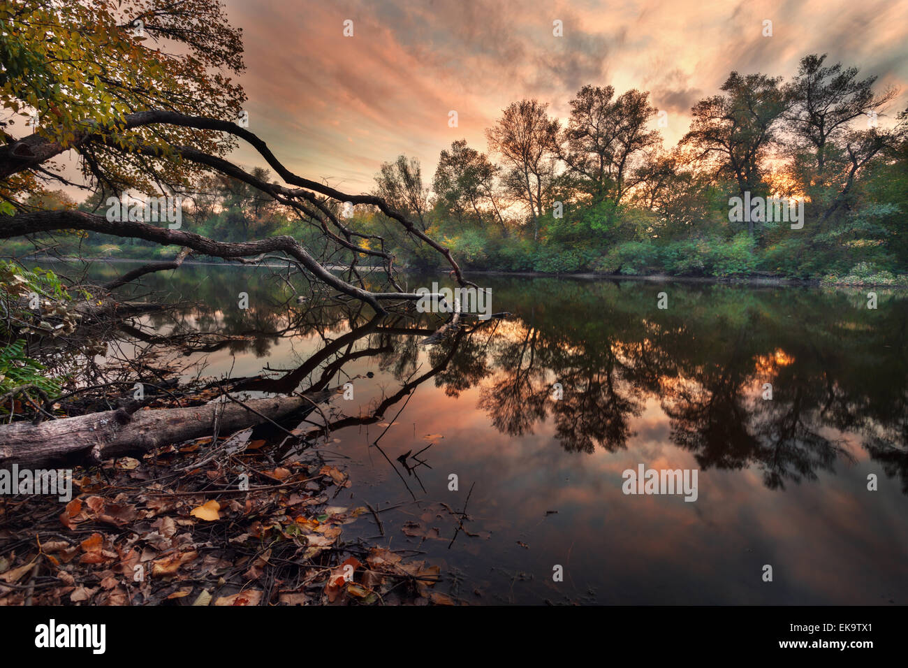 Schöner Herbst Sonnenuntergang am Fluss im Wald mit roten und orangefarbenen Wolken am Himmel. Grüne Bäume, Zweige (Ukraine) Stockfoto