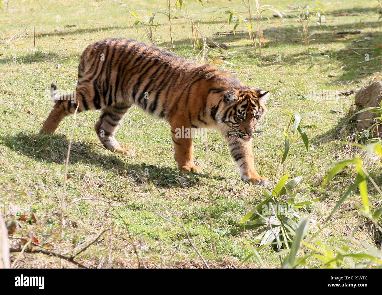 Sechs Monate alte Sumatra-Tiger Cub (Panthera Tigris Sumatrae) auf der Pirsch im Zoo von Burgers' Bush Arnheim, Niederlande Stockfoto