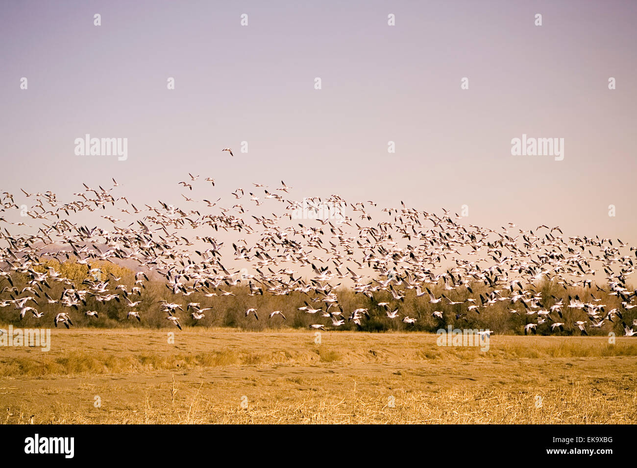 Schneegänse durchbrechenden in Flug bei Bosque del Apache National Wildlife Refuge, NM, USA Stockfoto