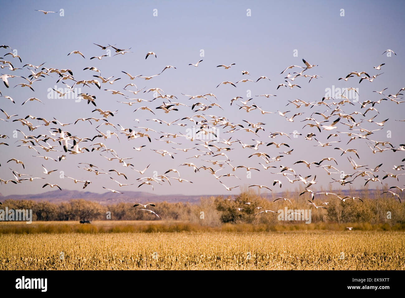 Schneegänse im Flug bei Bosque del Apache National Wildlife Refuge, NM, USA Stockfoto
