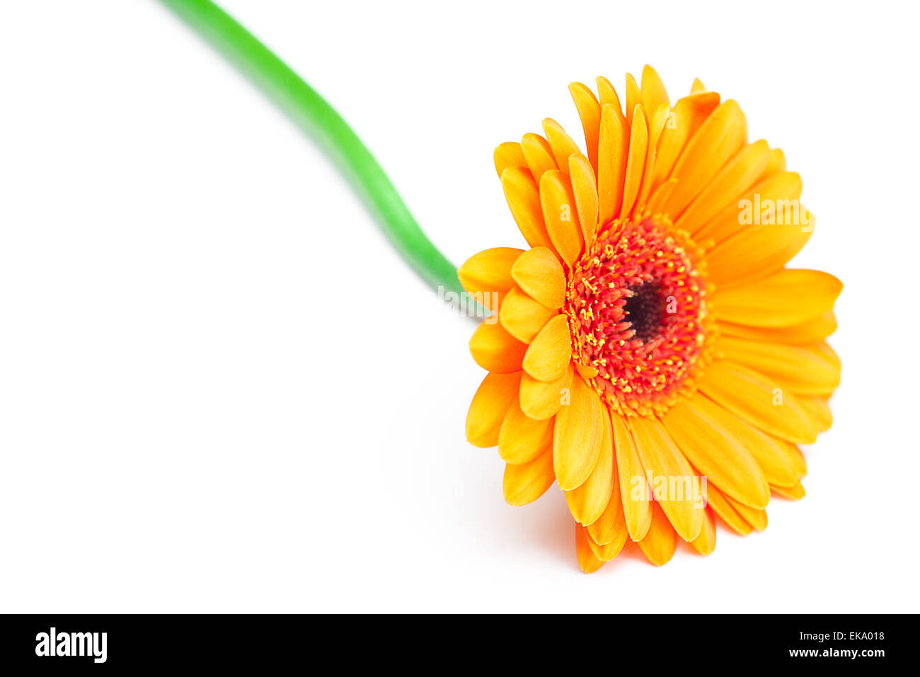 große orange Gerbera, isoliert auf weiss Stockfoto