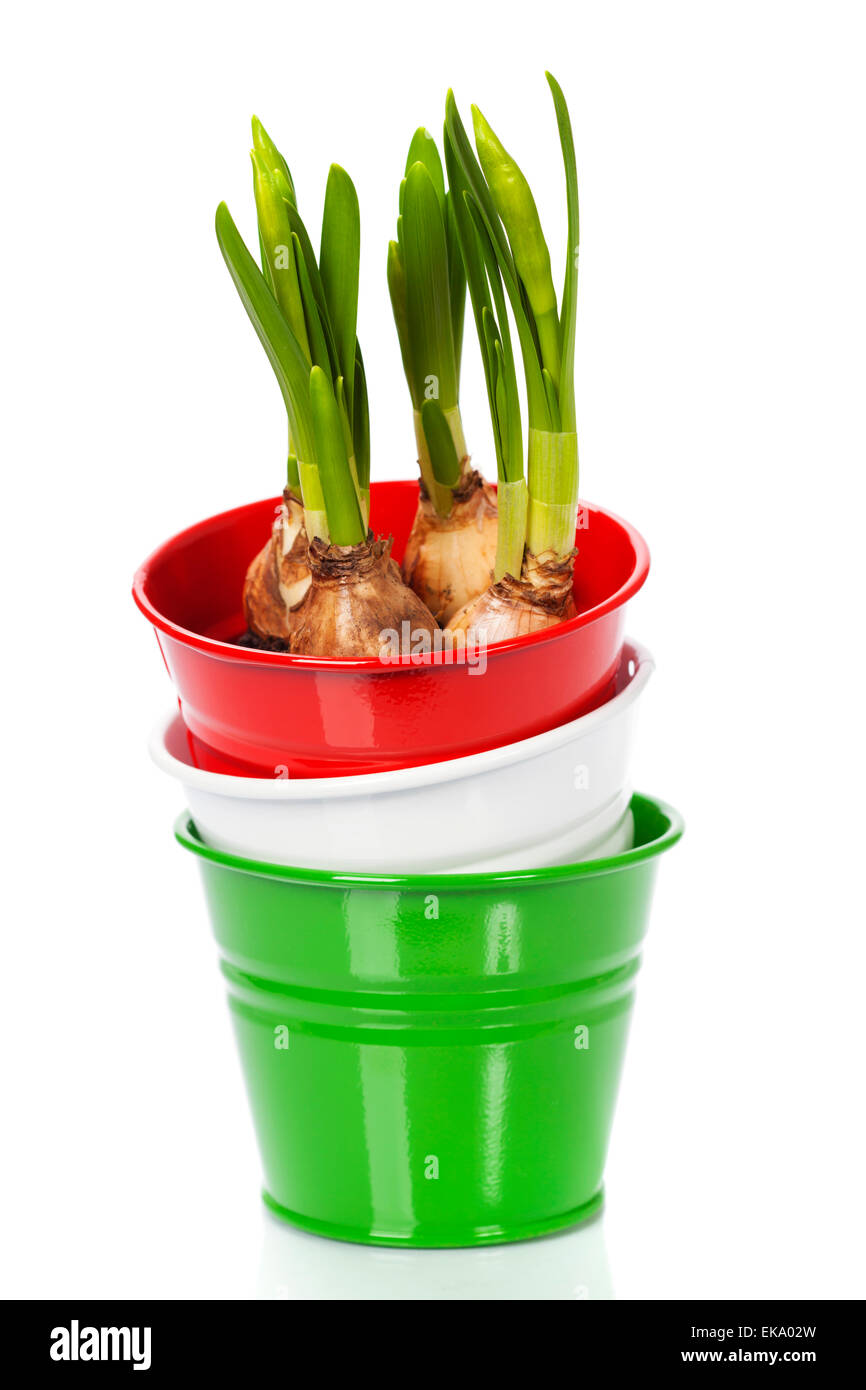Töpfe mit Blumenzwiebeln Frühling Stockfoto