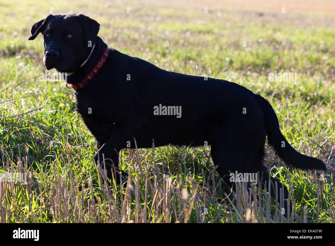 großer schwarzer Hund im grünen Feld Stockfoto