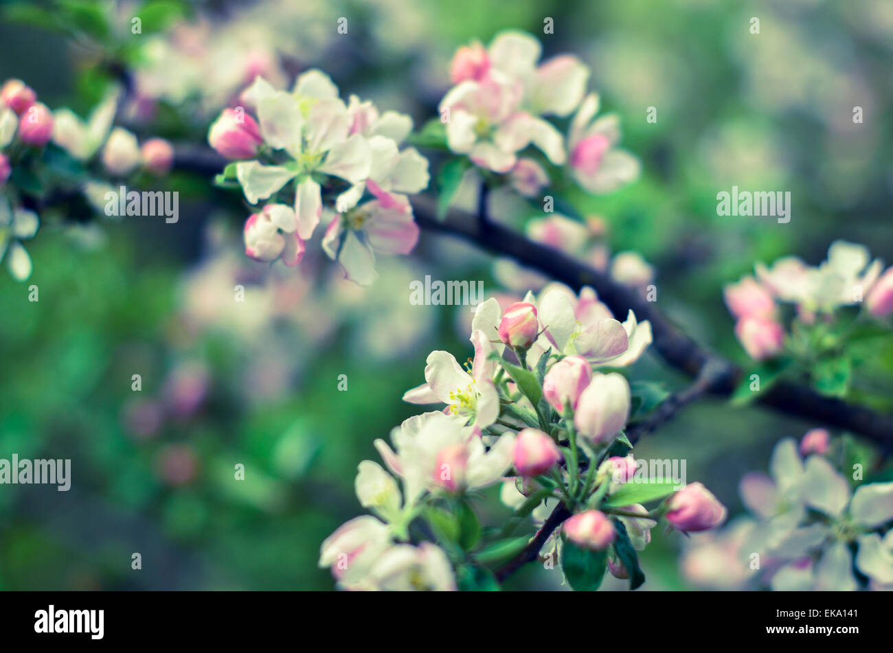 Schöne blühende ukrainischen Kirsche auf der Krim. Hintergrund mit Blumen an einem Frühlingstag. Stockfoto