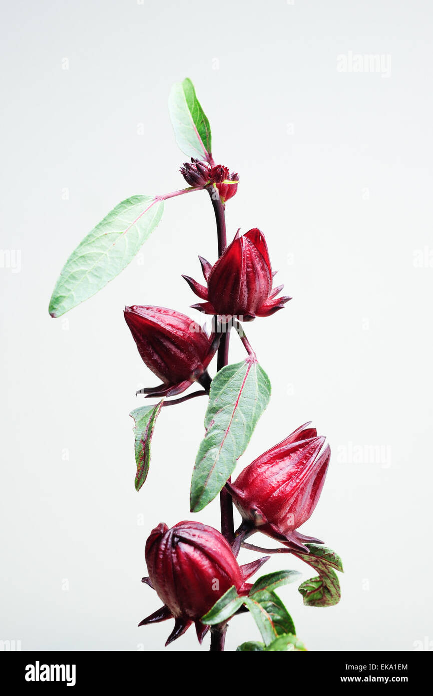 Roselle Früchte am Baum Stockfoto
