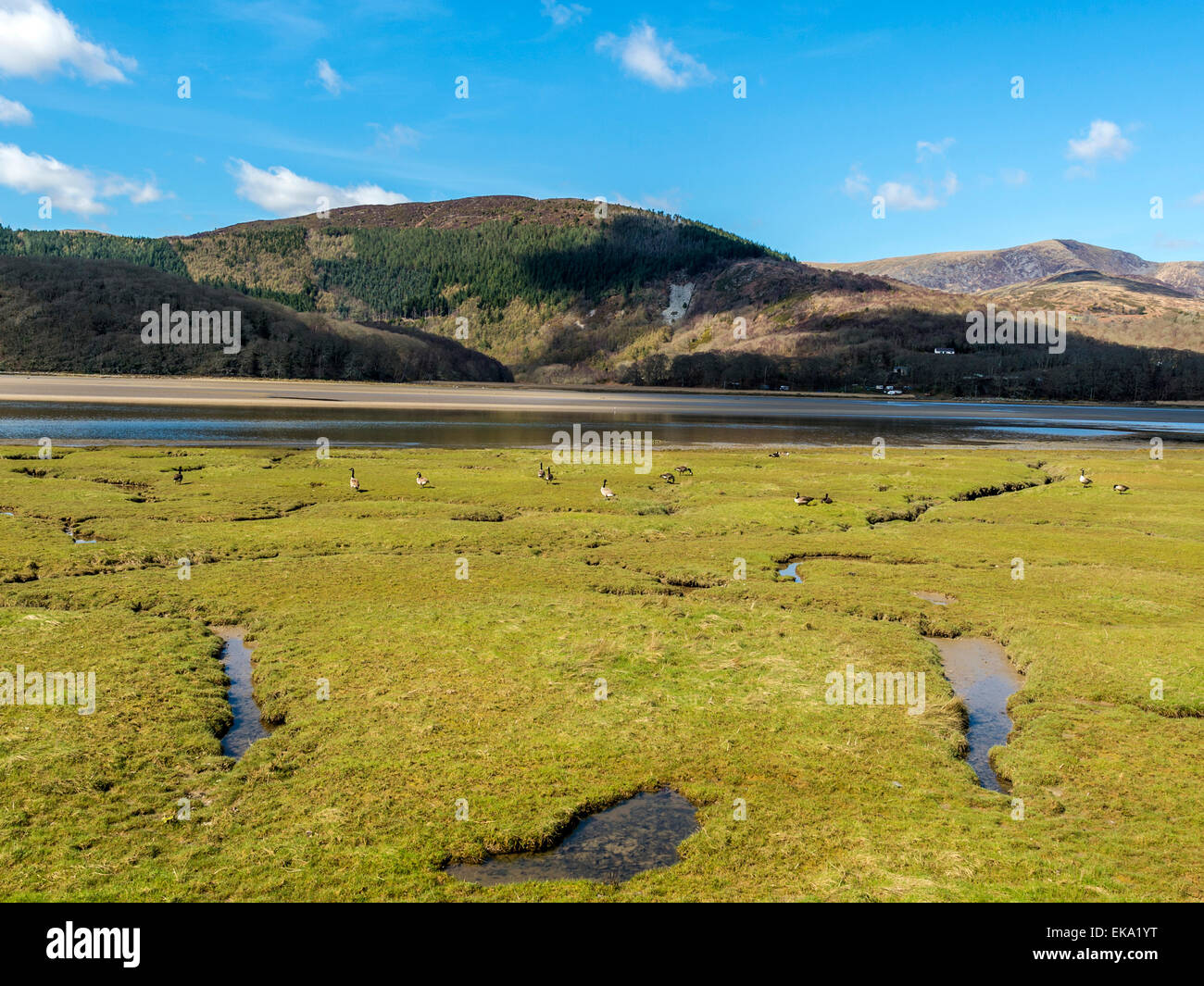 Landschaft mit Afon Mawddach mit einer Herde von Ringelgänse Fütterung auf die Wohnungen mit dem Bontddu-Bereich an einem klaren Frühlingstag. Stockfoto