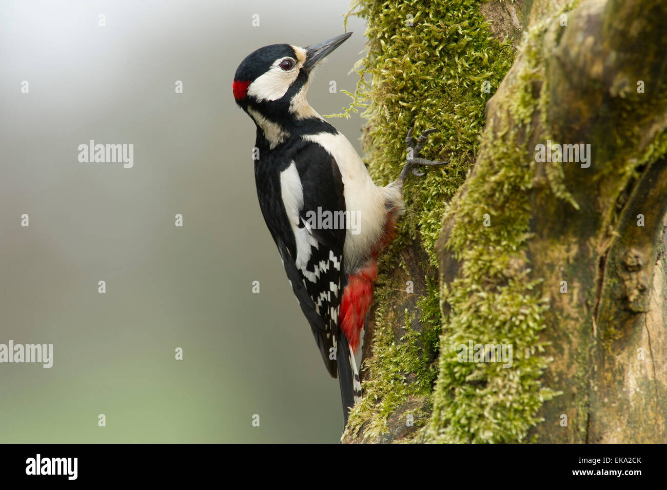 Buntspecht (Dendrocopos major) haftet auf alten Baum auf Moss Stockfoto