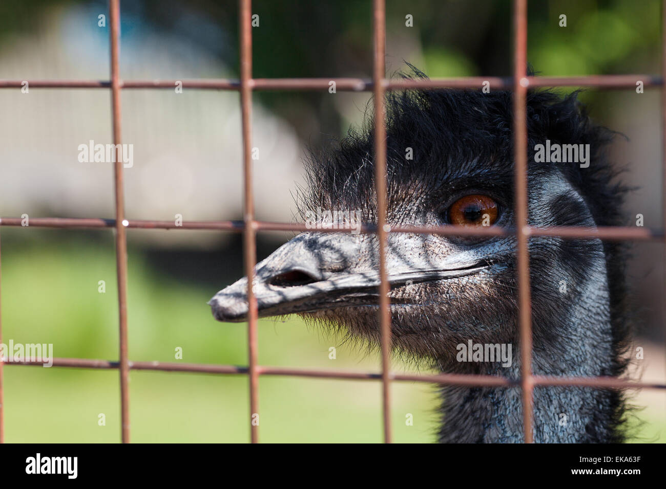 Porträt eines Straußes hinter Gittern in einem zoo Stockfoto