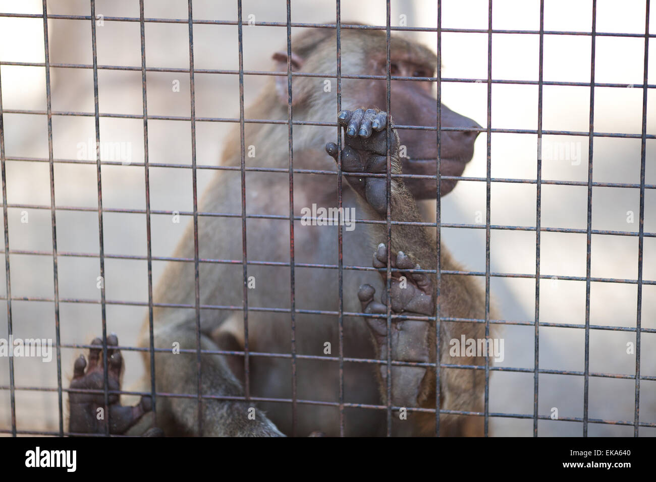 Affe hinter Gittern in einem zoo Stockfoto