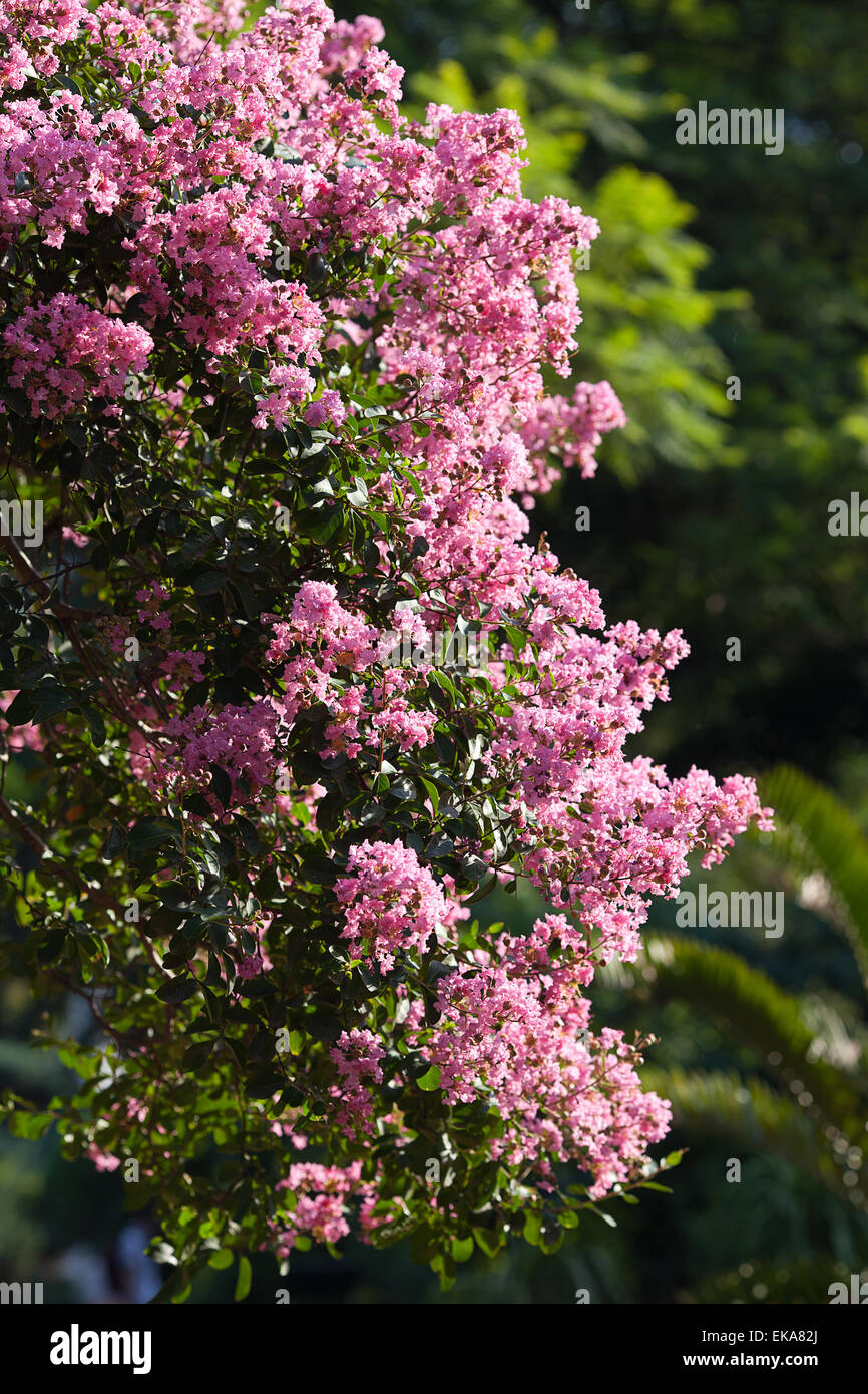 rosa Blüten auf einen grünen Baum Stockfoto