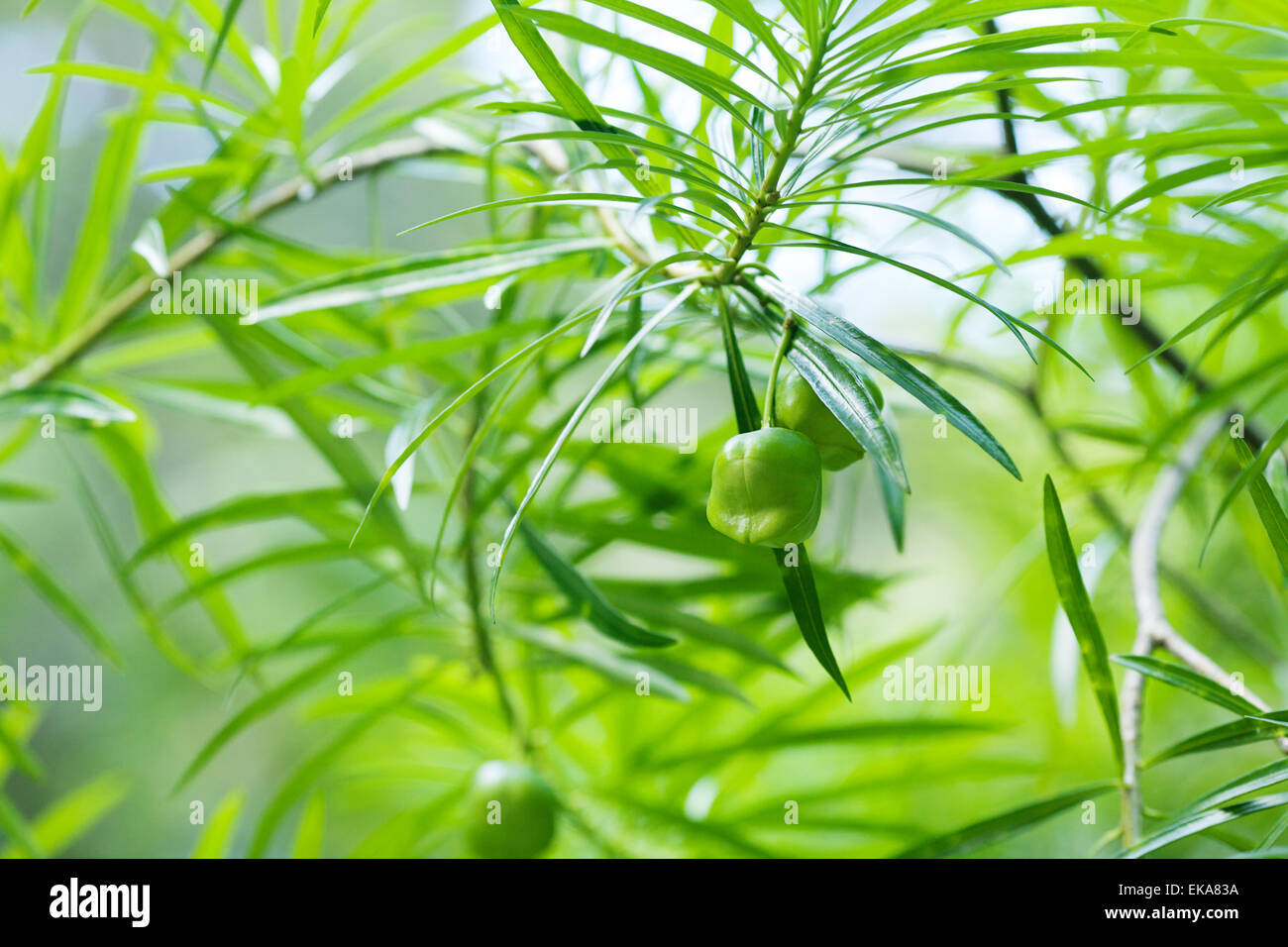 Früchte auf einem Hintergrund von grünen Zweigen im Sonnenlicht Stockfoto