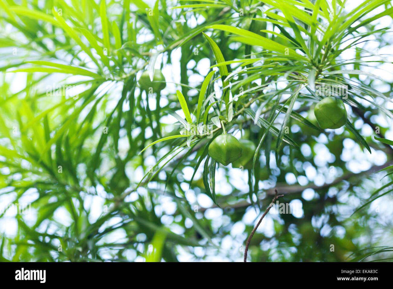 Früchte auf einem Hintergrund von grünen Zweigen im Sonnenlicht Stockfoto