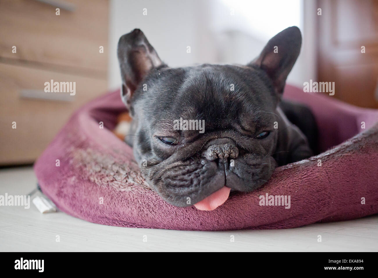französische Bulldogge im Bett schlafen Stockfotografie - Alamy