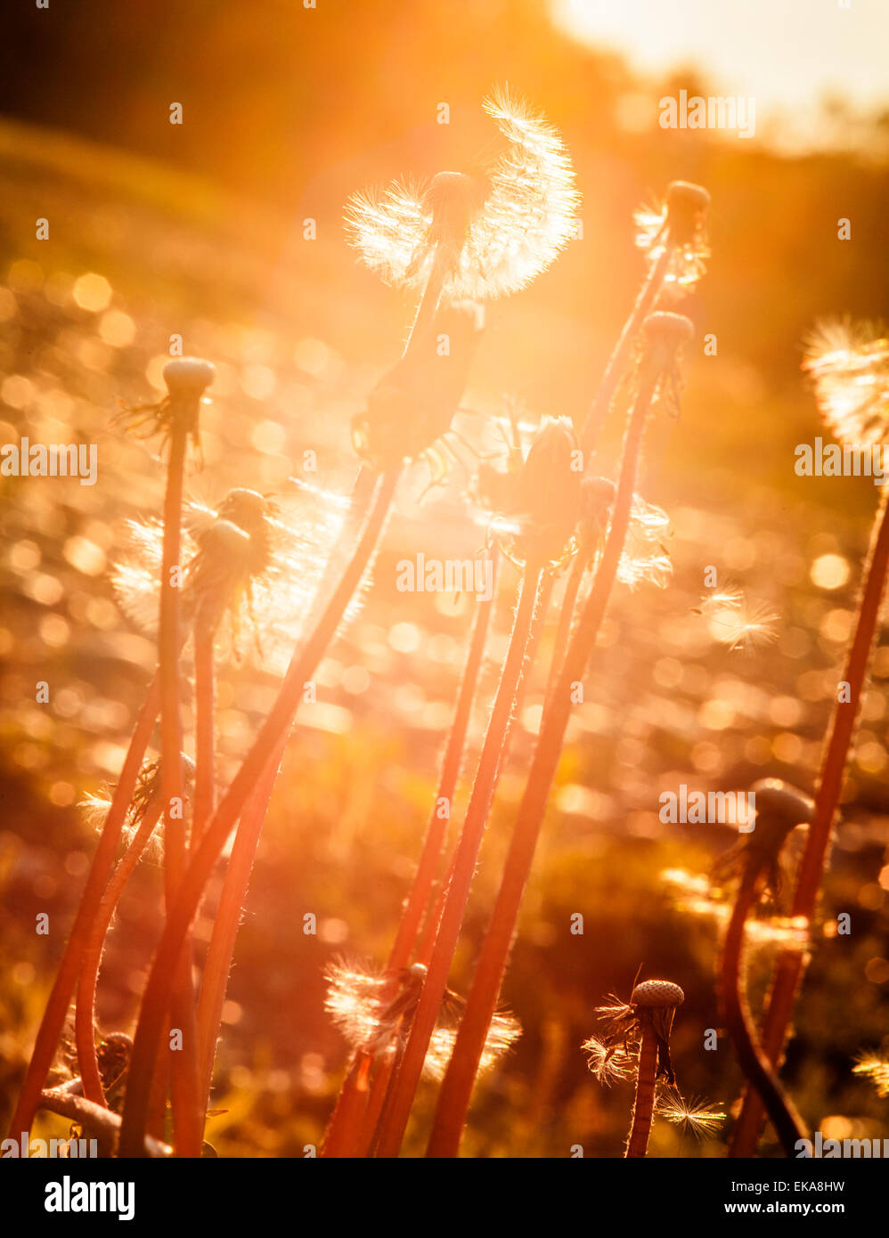 Löwenzahn bei Sonnenuntergang Stockfoto