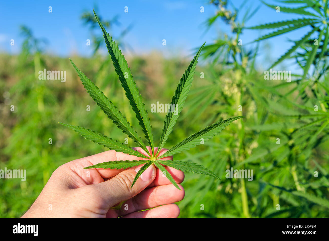 grünes Blatt von Marihuana in der hand Stockfoto