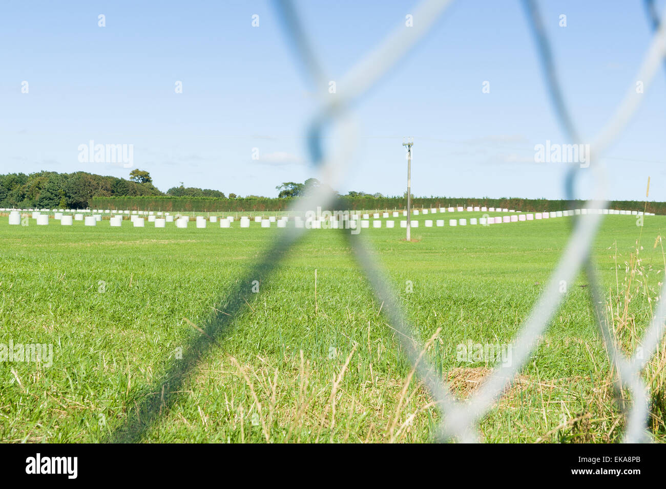 New Zealand Ländliches Motiv, Baled Heu in grün und rosa Kunststoff in entfernten Reihen durch Maschendrahtzaun Draht gewickelt. Stockfoto