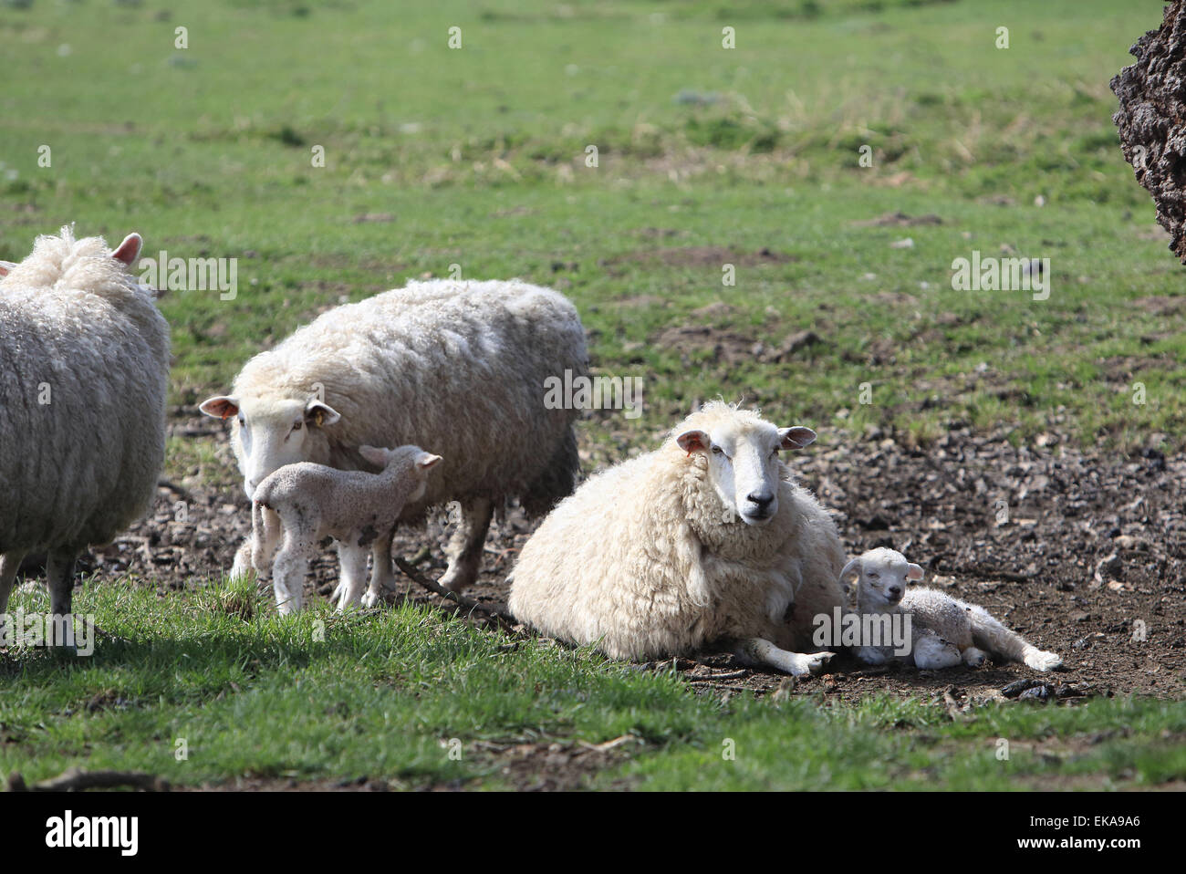 Schafe und Lämmer auf einem Bauernhof in Kent, im Frühling, im SE England, UK Stockfoto