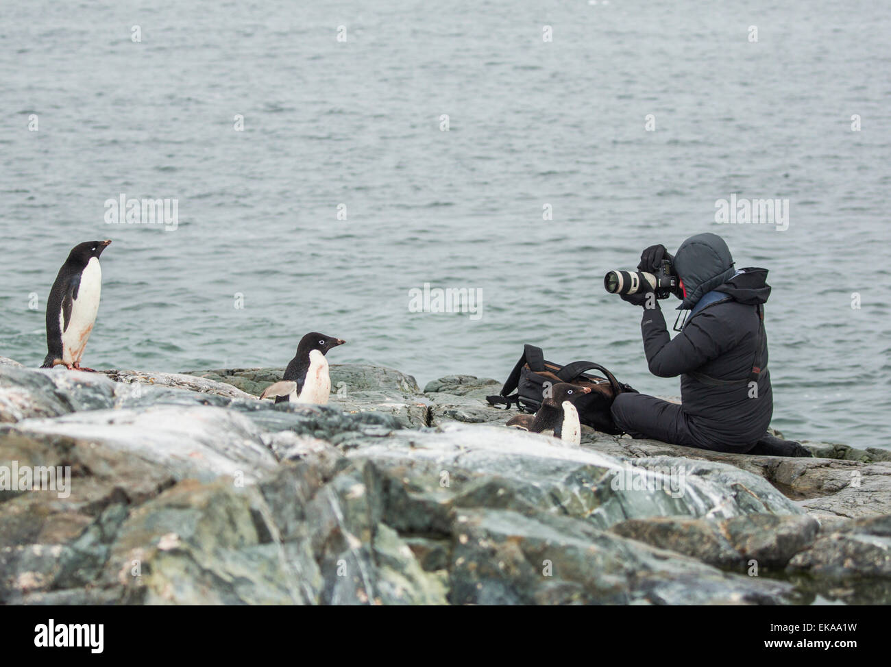 Art Wolfe fotografieren Adelie-Pinguine (Pygoscelis Adeliae), Yalour Inseln, Antarktis Stockfoto