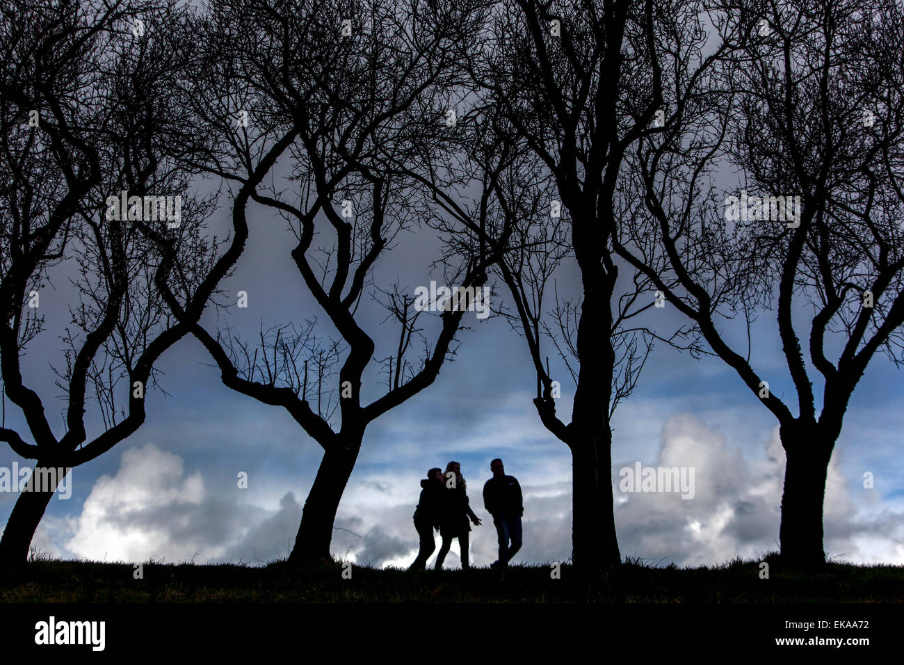 Silhouetten von Menschen in die Obstbäume ohne Blätter Stockfoto