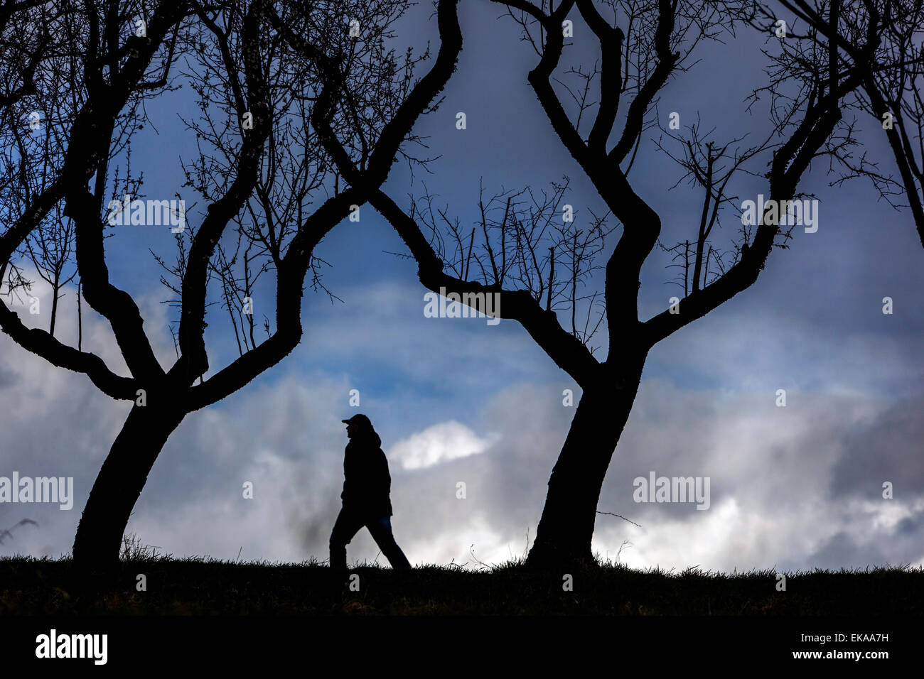 Silhouette-Mann in die Obstbäume ohne Blätter Stockfoto