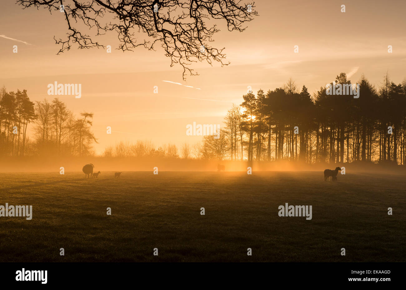 Goldenes Morgenlicht durch Bäume im Peak District, Derbyshire England UK Stockfoto
