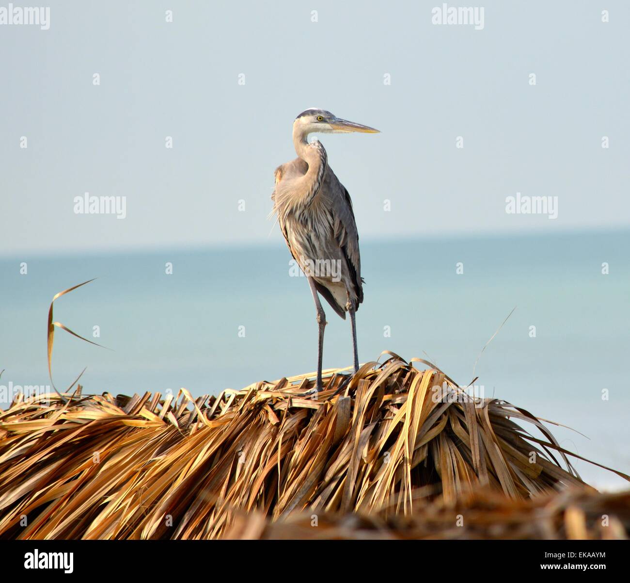 Great Blue heron Stockfoto