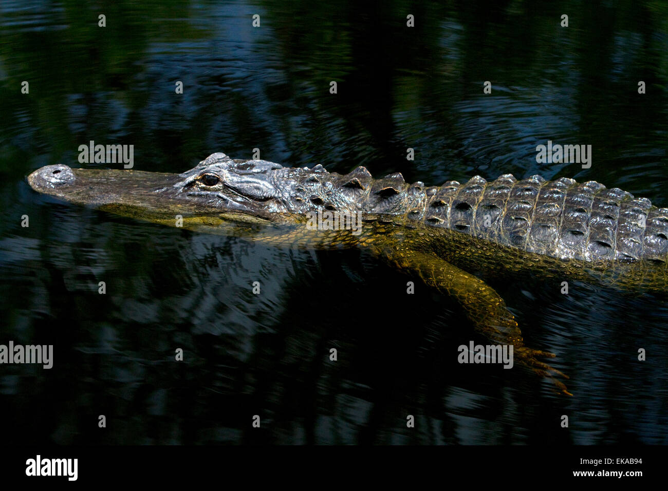 Amerikanischer Alligator in den Everglades von Florida, USA. Stockfoto