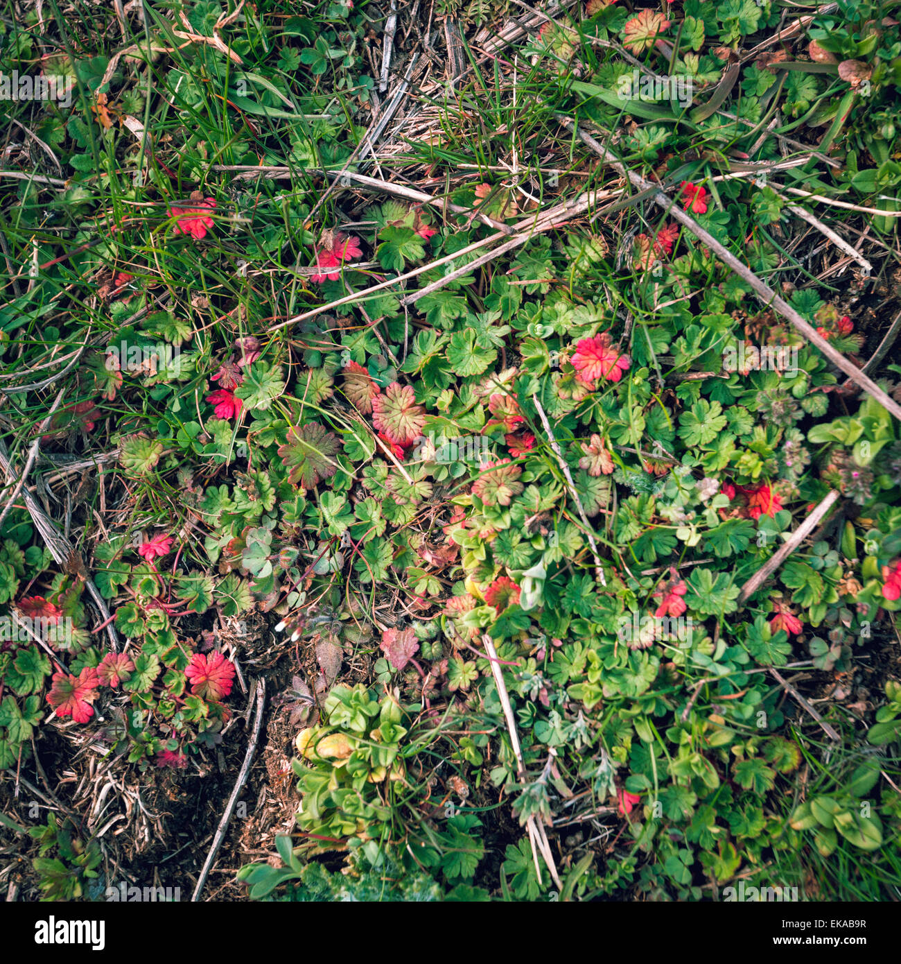 Schönen grünen Rasen mit roten Blättern. Makro. Natürlichen Hintergrund im Frühjahr Stockfoto