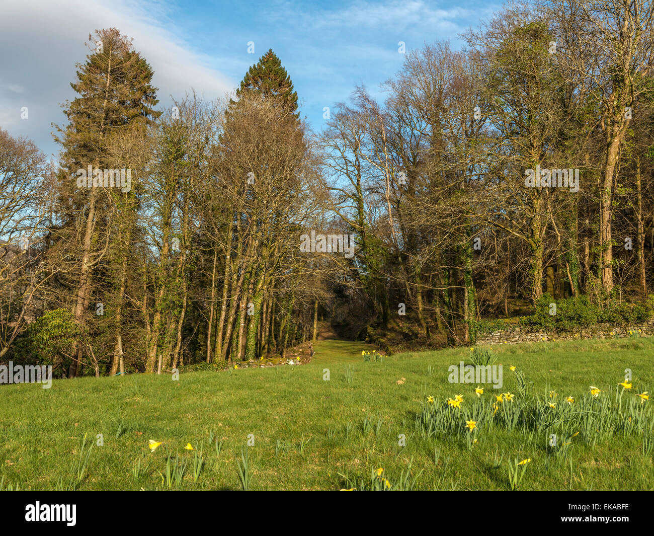 Walisische Landschaft, Frühling Narzissen in voller Blüte zu Penmaenpool in den Vordergrund, mit Wald und Landschaft Vista Darstellung Stockfoto