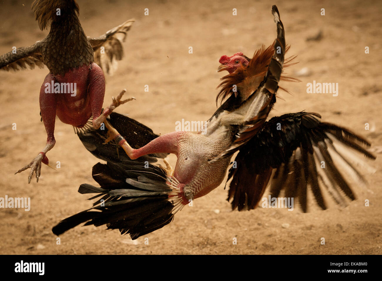 Kämpfenden Kampfhähne bei einem Hahnenkampf Stockfoto
