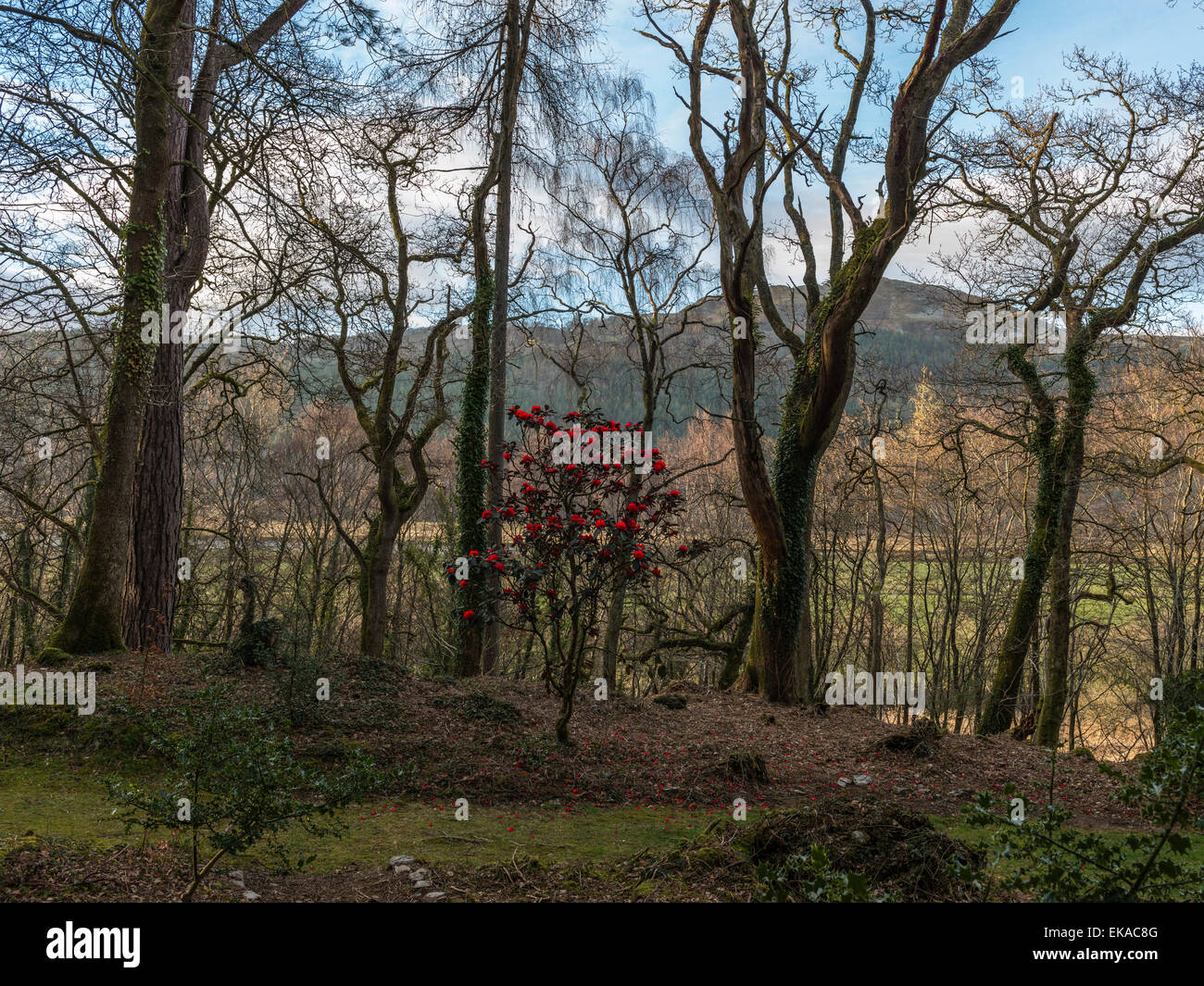 Mitte Wales Landschaft der Darstellung eines lebendige rot blühende Kamelie Busch, in einer bewaldeten Umgebung mit Wald und Landschaft Vista. Stockfoto