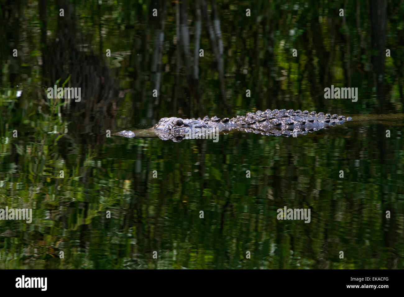 Amerikanischer Alligator in den Everglades von Florida, USA. Stockfoto