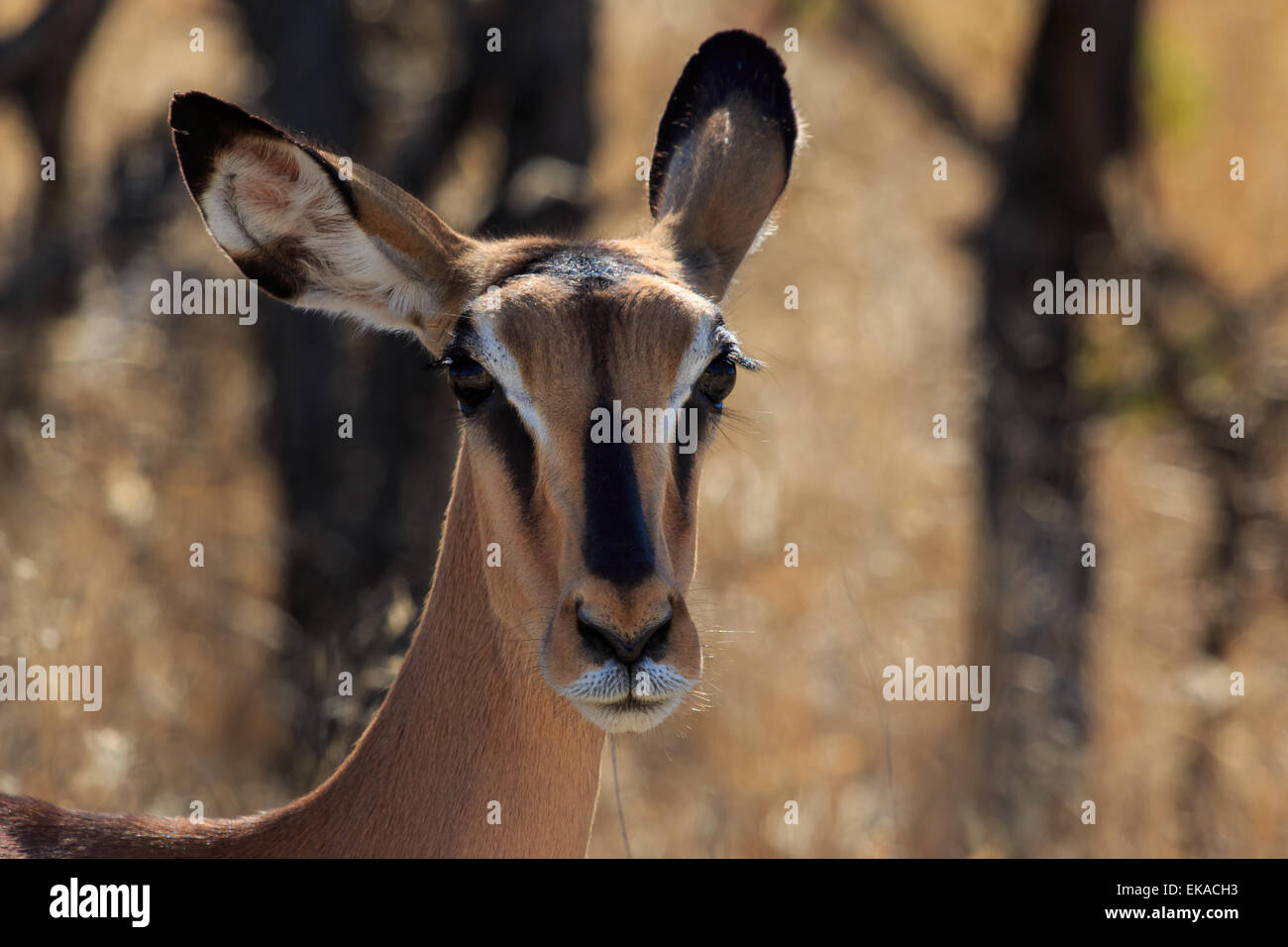 Kopf schwarz-faced Impala in Namibia hautnah. Vom Aussterben bedrohte Spezies Afrika. Stockfoto