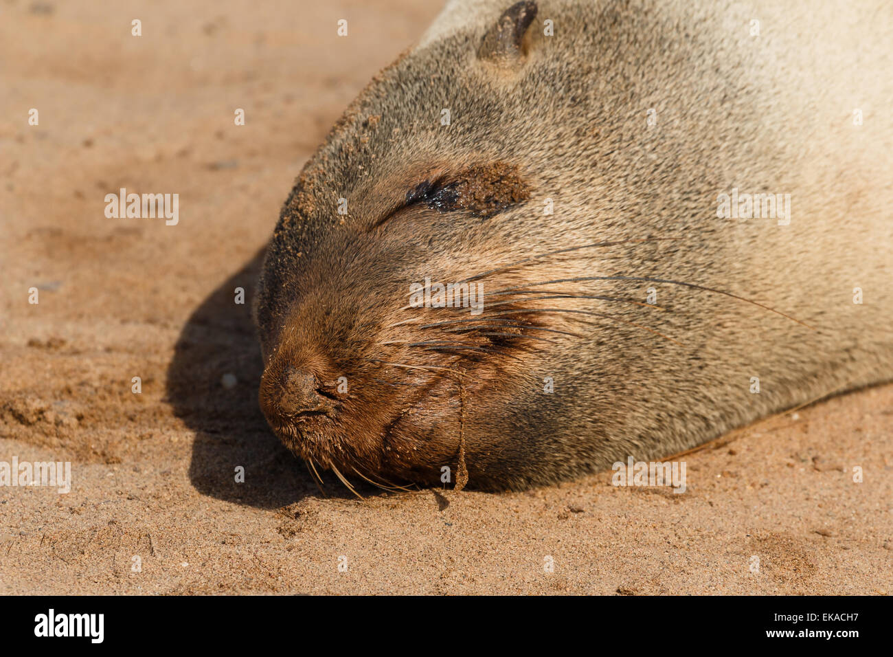 Kap-Seebär schlafen hautnah. Cape cross, Namibia, Afrika. Stockfoto