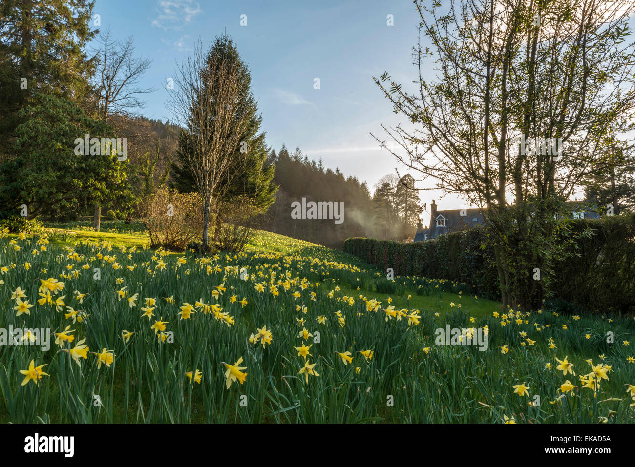 Walisische Landschaft, Frühling Narzissen blühen in einer ziemlich Wald Umgebung darstellt. Stockfoto