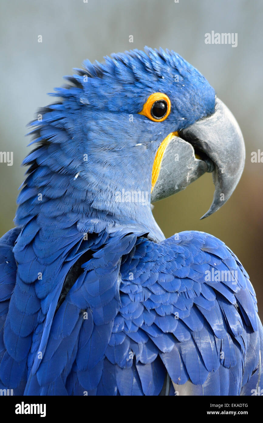 Hyazinth-Ara (Anodorhynchus Hyacinthinus) Stockfoto