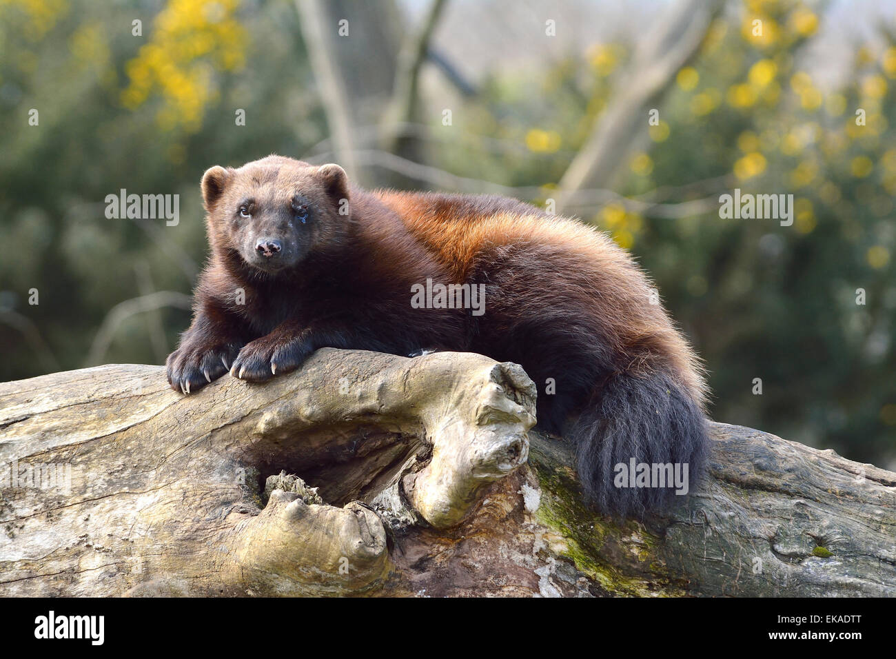 Wolverine, Gulo Gulo abzuringen auf einem Baumstamm Stockfoto