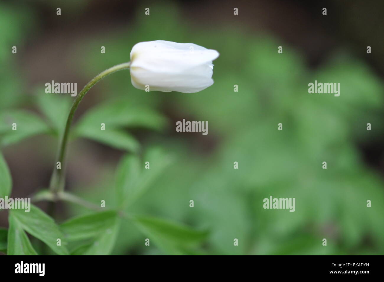 Eine einzige Knospe der Holzanemone (Anemonoides Nemorosa), eine wilde Waldblume - Spring Time Selsdon Wood Nature Reserve Greater London UK Stockfoto