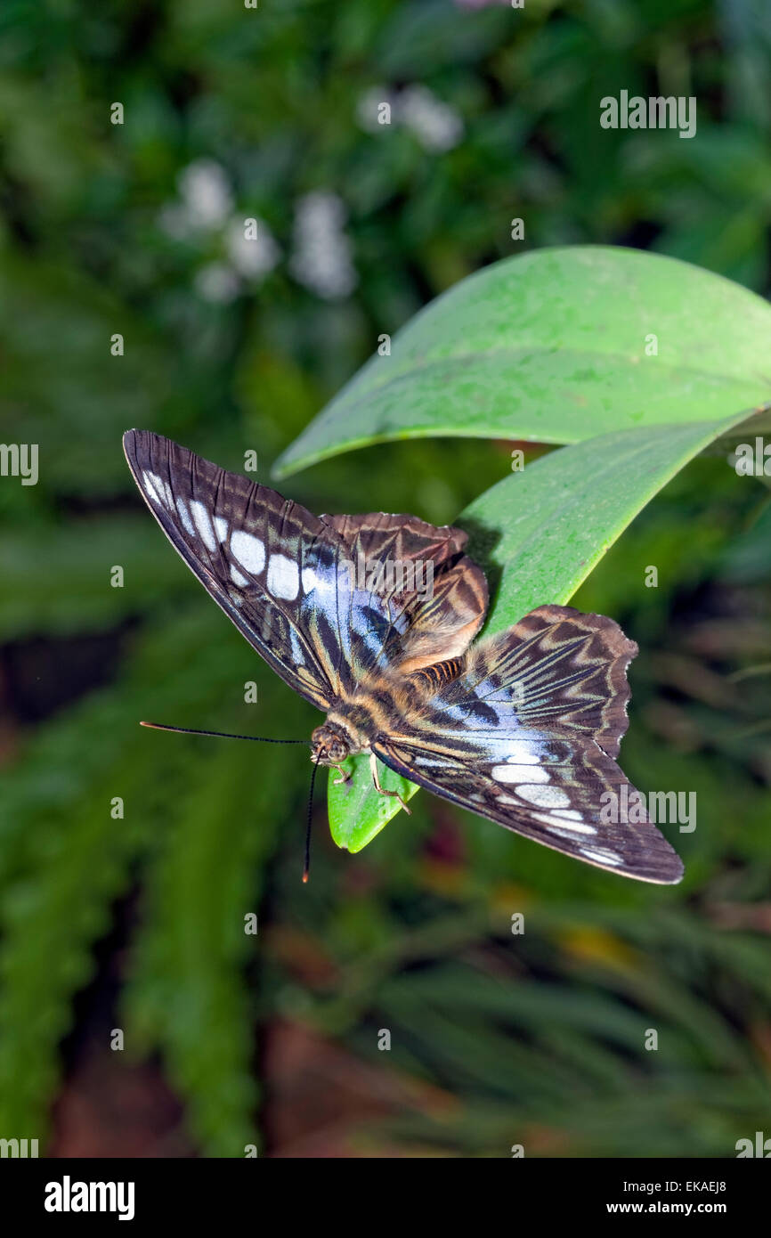 Parthenos Sylvia Lilacinus - blaue Clipper - Nymphalid Schmetterling aus Südost-Asien Stockfoto