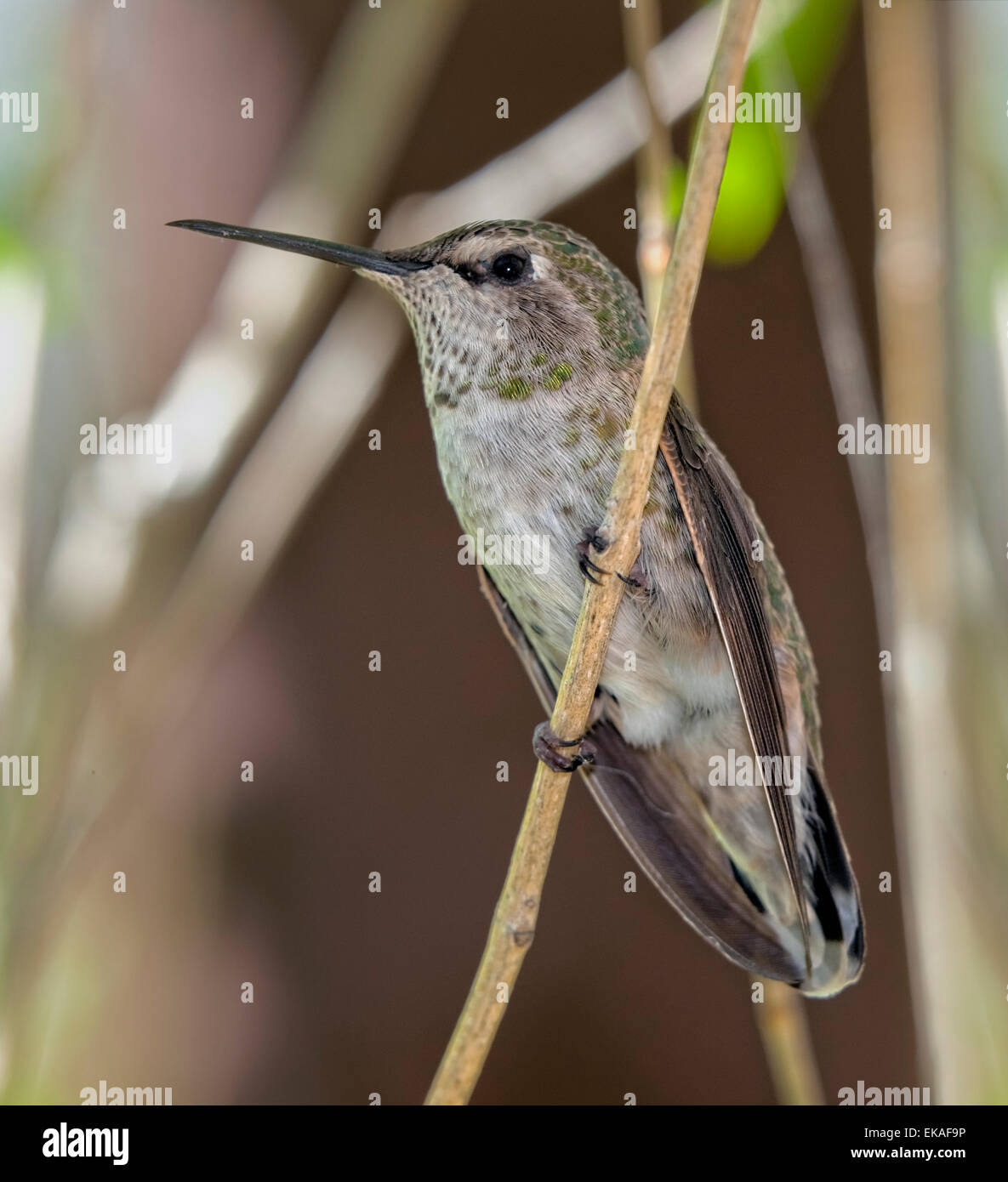 Costas Kolibri - Calypte besteht (weiblich) Stockfoto