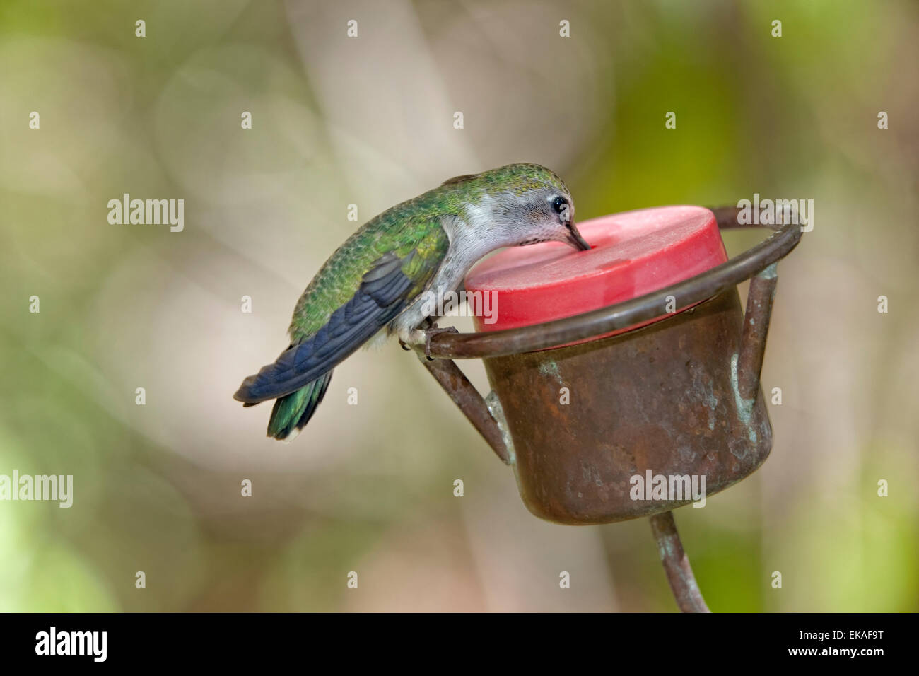 Costas Kolibri am Feeder - Calypte besteht (weiblich) Stockfoto