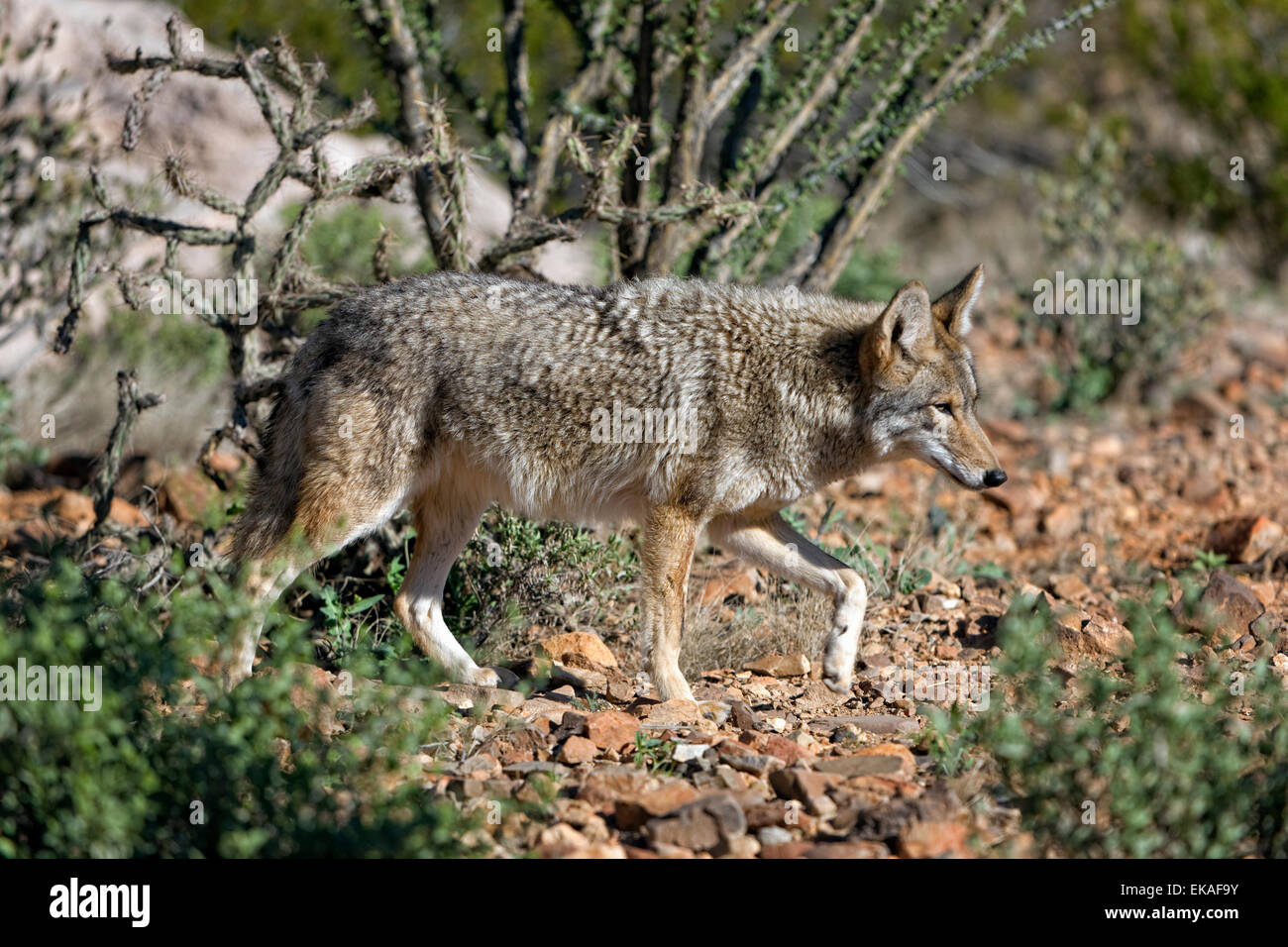 Kojote auf der Arizona - Sonora-Wüste - Umzug Stockfoto