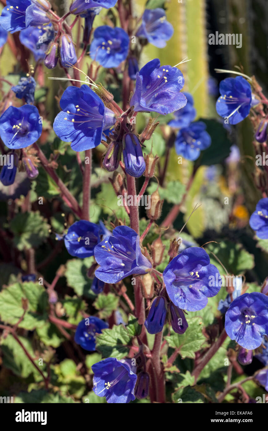 Desert Blue Bells - Phacelia campanularia Stockfoto