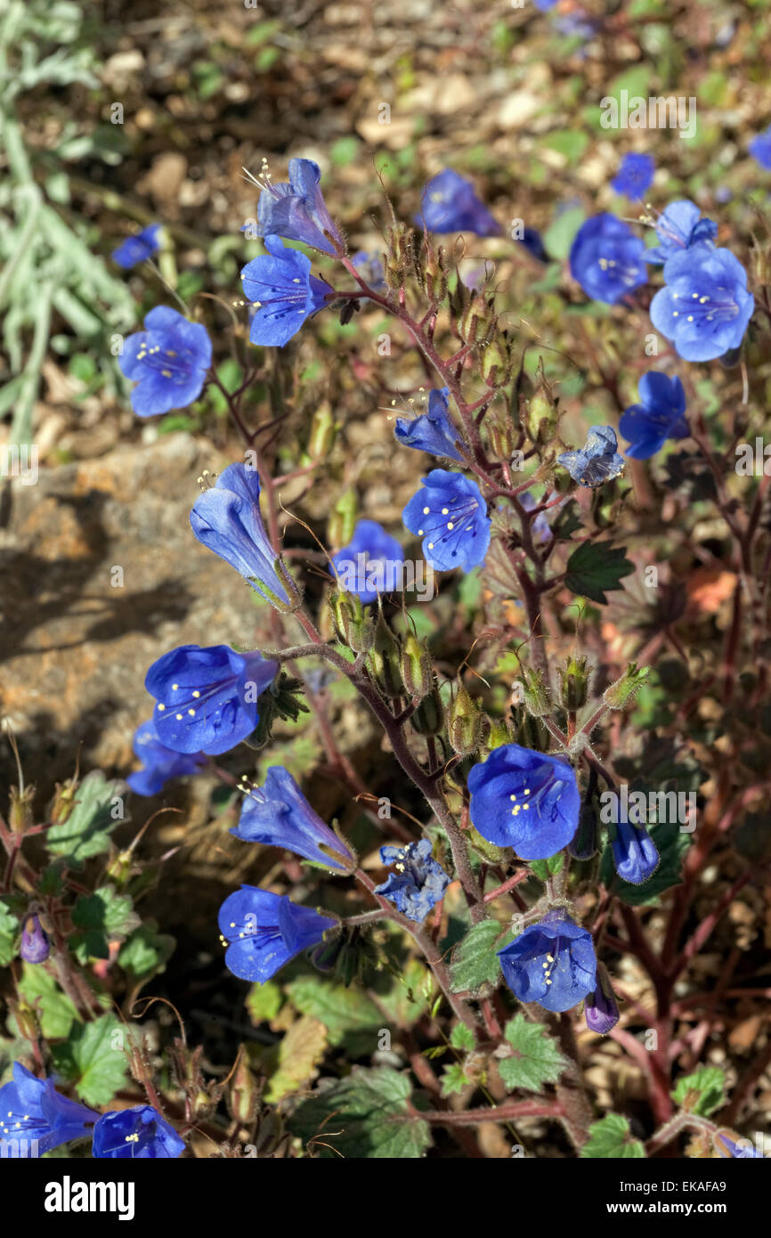 Desert Blue Bells - Phacelia campanularia Stockfoto